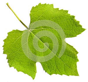 Green leaf of grape vine plant (Vitis vinifera) photo