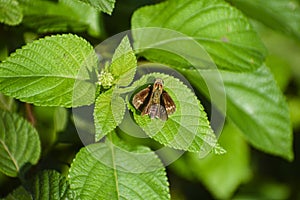 Green leaf and grass insects