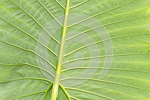 Green Leaf. Green background is a close-up texture of a green leaf.