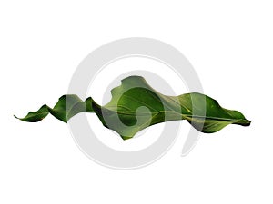 Green leaf or green leaves Isolated on white background. Anthurium Plowmanii leaf or Wave of Love tree.