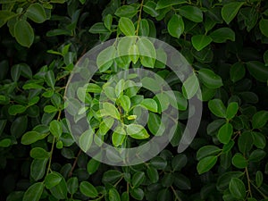 Green leaf,Green leaves pattern background, Natural background and wallpaper,Leaf texture