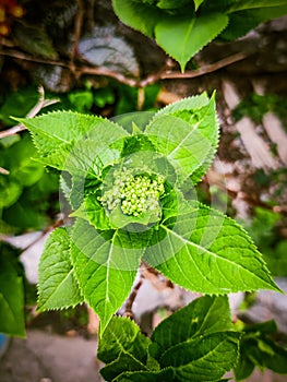 Green leaf and greened flowers