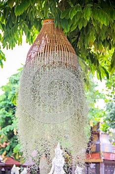 Green leaf growing Tillandsia usneoides   hanging on bamboo wood decorative in tree garden background