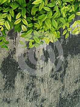 Green leaf on grunge old wall.