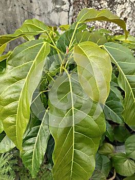 Green Leaf and Hairy Stipule of Ficus Superba photo