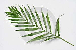 Green leaf of Hamedorea gracious on a white background