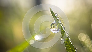 Green leaf with a hanging droplet