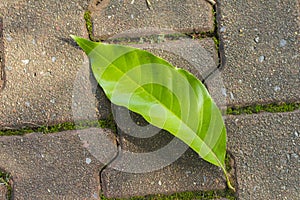 The Green leaf has fall on the walkway