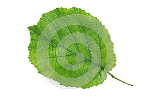 Green leaf of hazelnut tree on white background