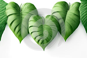 green leaf heart on a white background. Happy Earth Day card, banner or flyer concept. Bright fresh 3d realistic green leaves in