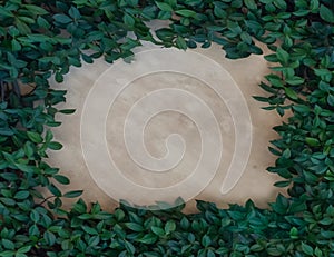 Green leaf hedge border on plaster wall