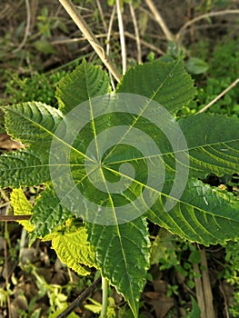 Green leaf of the herb is in the shape of a star.