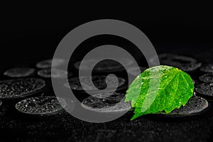 Green leaf hibiscus on zen basalt stones with drops in water, be