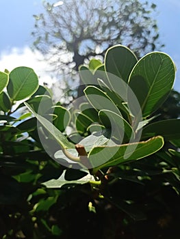 Green leaf shot from high angleview