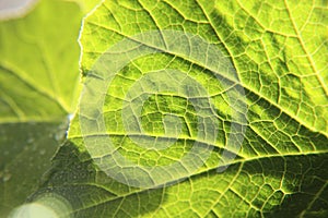Green leaf