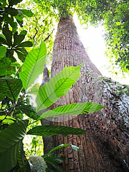 Green leaf and high tree