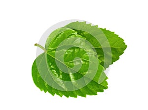 Green leaf, hisbius or chaba leaf isolated on white background photo