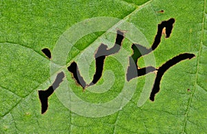 Maple leaf damage from insects.