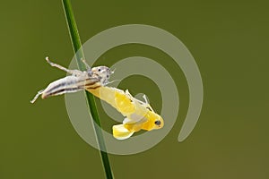 Green leaf hopper