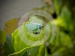 Leaf Hopper