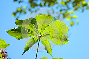 Green leaf of horse chestnut towards the blue sky. Horse chestnut leaf.  Aesculus hippocastanum