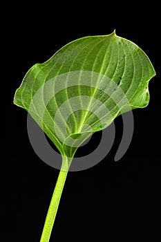 Green leaf of Hosta flower, also Funkia, family of Asparagus lat. Asparagales, on black background