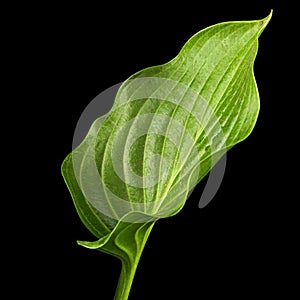 Green leaf of Hosta flower, also Funkia, family of Asparagus lat. Asparagales, on black background