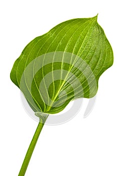 Green leaf of Hosta flower, also Funkia, family of Asparagus lat. Asparagales, on white background