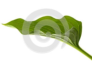 Green leaf of Hosta flower, also Funkia, family of Asparagus lat. Asparagales, on white background