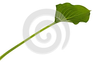 Green leaf of Hosta flower, also Funkia, family of Asparagus lat. Asparagales, on white background