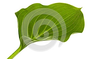 Green leaf of Hosta flower, also Funkia, family of Asparagus lat. Asparagales, on white background