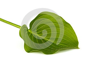 Green leaf of Hosta flower, also Funkia, family of Asparagus lat. Asparagales, on white background