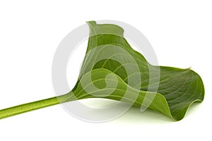 Green leaf of Hosta flower, also Funkia, family of Asparagus lat. Asparagales, on white background