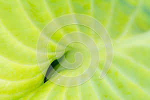 Green leaf of a hosta plant