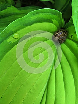 Green leaf hosts and snail close up background