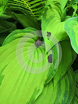 Green leaf hosts and snail close up background