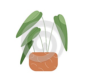 Green leaf house plant in pot. Foliage houseplant in flowerpot. Home natural decoration growing in planter. Office