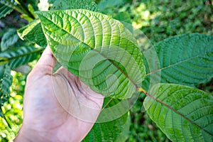 Green leaf hut, single-leaf. Scientifically named Mitragyna speciosa Korth is a local medicinal plant found in Thailand