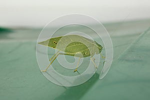 Green leaf insect