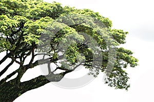 Green leaf  isolate background