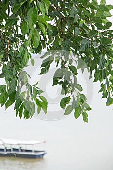 Green leaf  isolate background