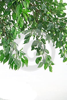 Green leaf  isolate background