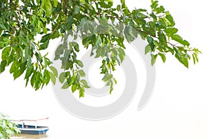 Green leaf  isolate background