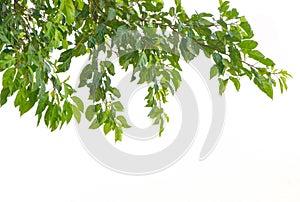 Green leaf  isolate background