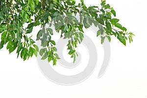 Green leaf  isolate background