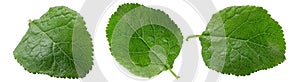 Green leaf isolated. Plum leaf on white background
