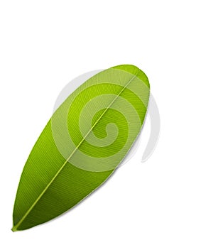 Green leaf isolated on white