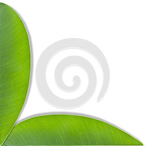 Green leaf isolated on white