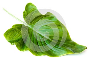 Green leaf isolated on white background