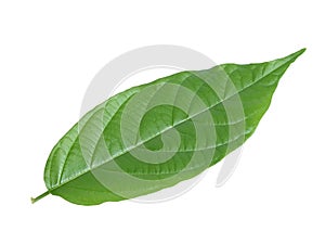 Green leaf isolated on white background